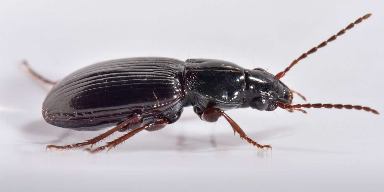 Carabidae da id.: Pterostichus strenuus